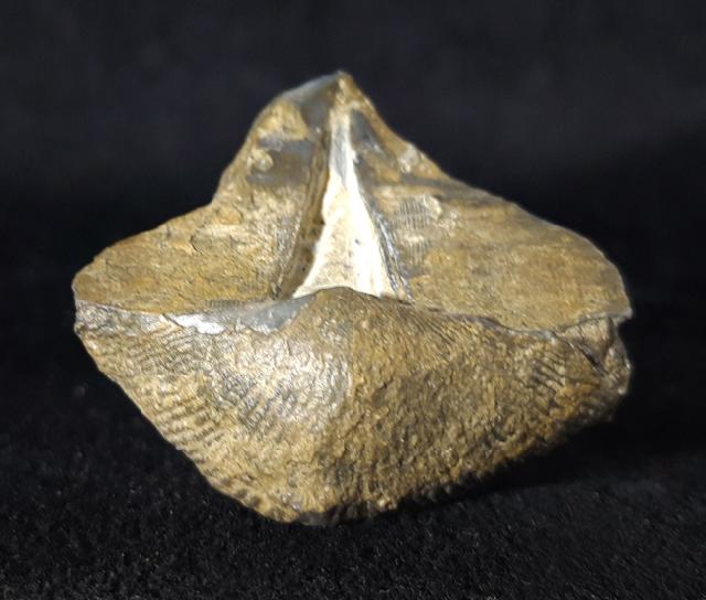 Syringothyris cf. cuspidata (MARTIN 1796) - Bild © FossNet FossilienStore